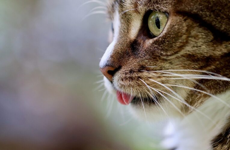 Гороскоп для знаків зодіаку на 27 травня 2025 року