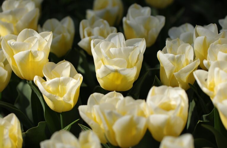 Гороскоп для знаків зодіаку на 6 травня 2025 року