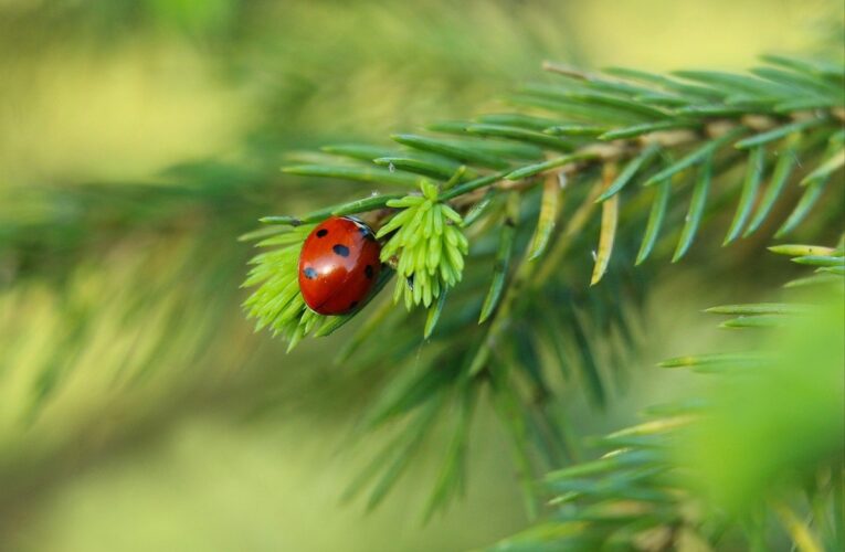 Гороскоп для знаків зодіаку на вихідні 17-18 травня 2025 року