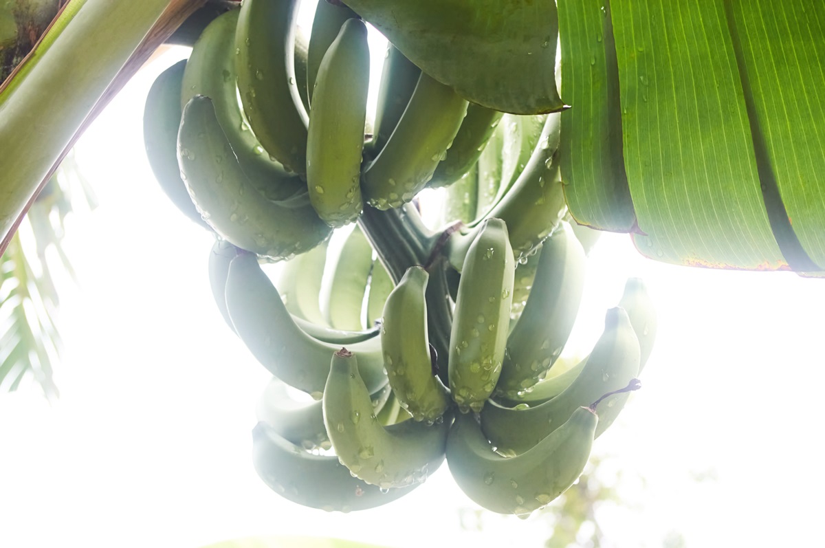 Новини світу - Кліматична криза ставить під загрозу урожаї бананів