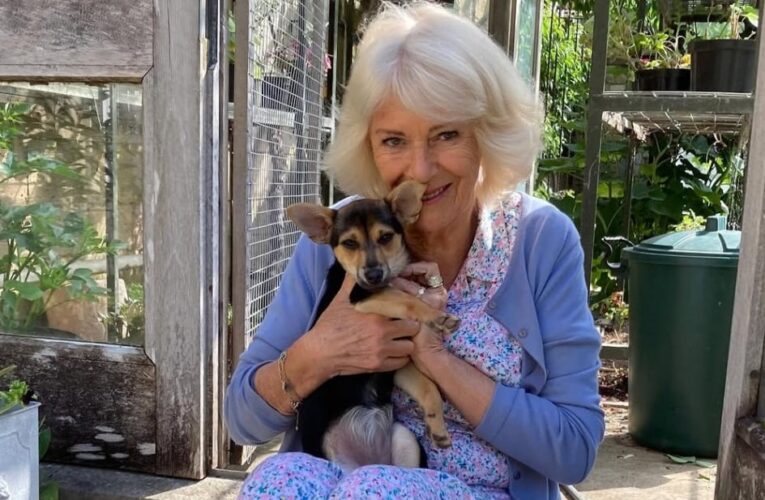 Королева Камілла взяла нового улюбленця з притулку