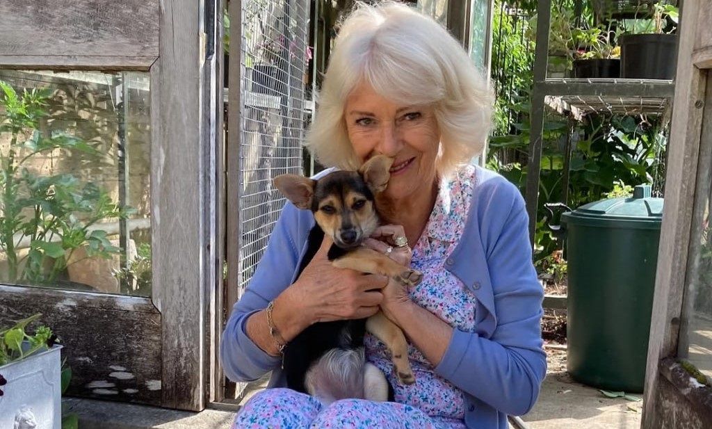 Новини культури - Королева Камілла взяла нового улюбленця з притулку