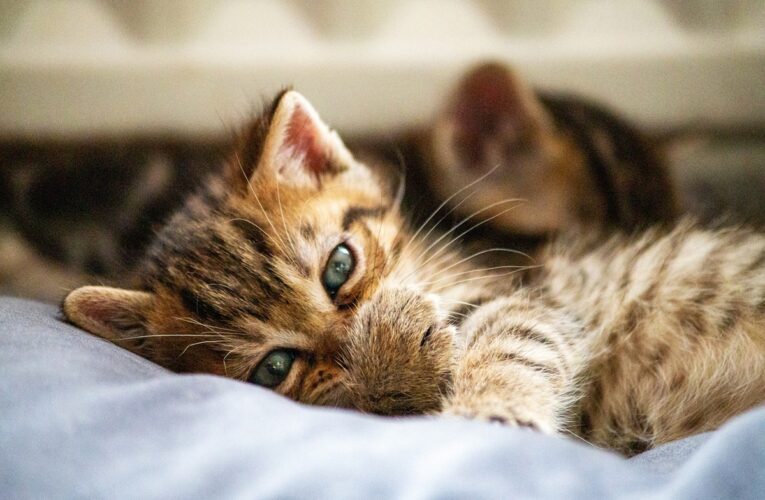 Коти впізнають господарів на нюх – вчені