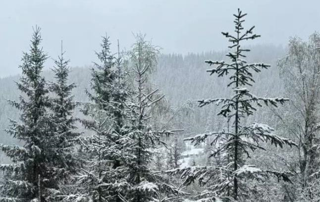 На Буковині у горах випав сніг