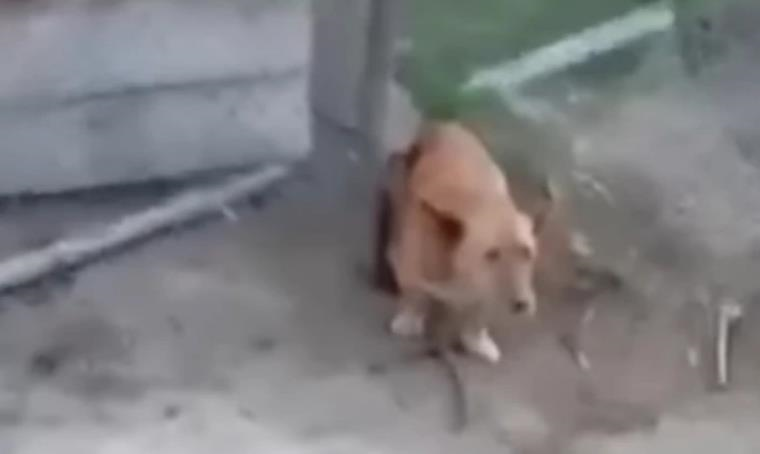 На Закарпатті підлітки до смерті забили палицею привʼязаного собаку