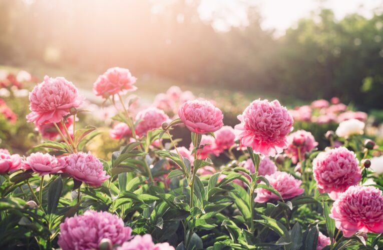 Потепління та грози: прогноз погоди на початок тижня