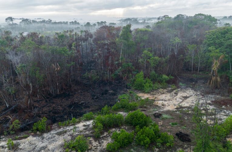 Пожежі в Амазонії спричинили рекордну вирубку лісів – звіт