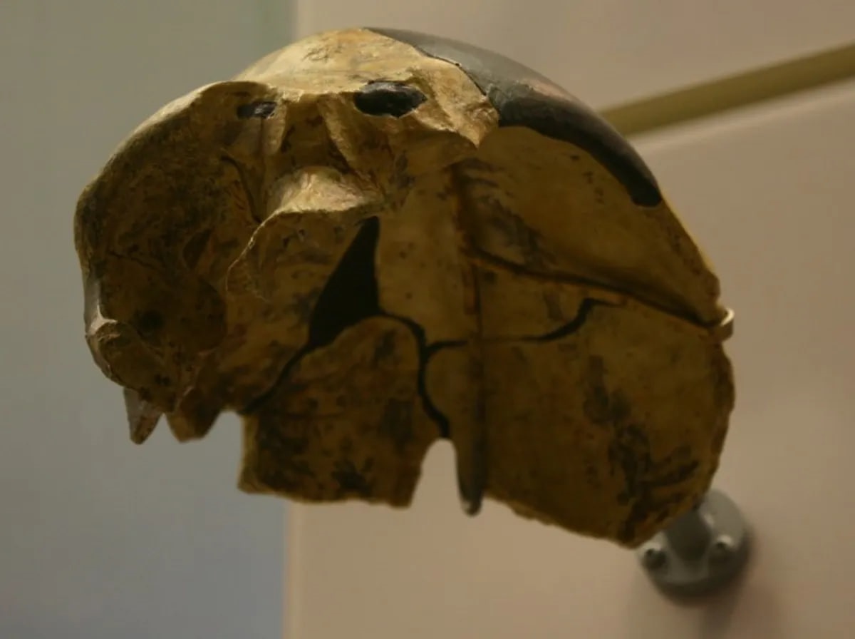 Технології - У Китаї знайшли череп, який не належить жодному з відомих видів людини