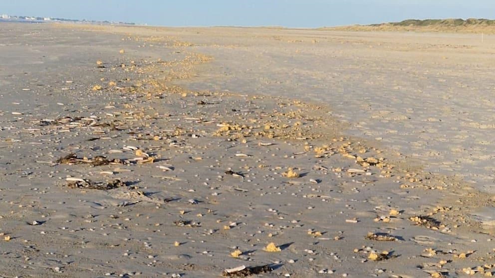 Новини світу - У Німеччині узбережжя засипало шматками парафіну