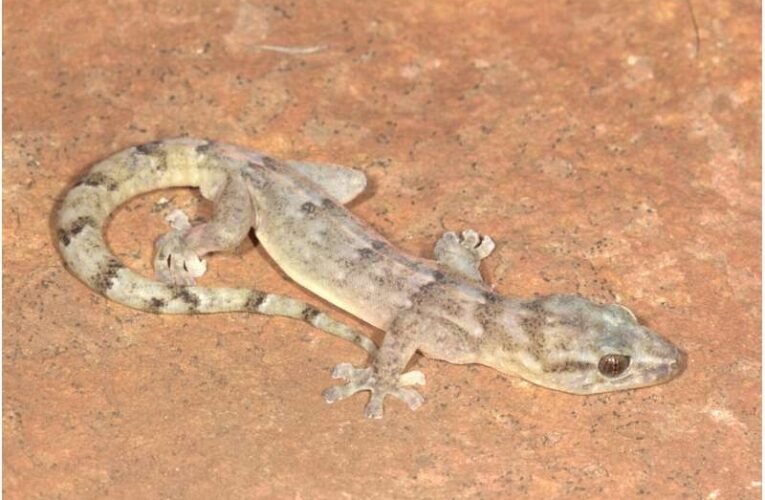 У Південній Африці знайшли вид гекона, що вважався зниклим понад 30 років