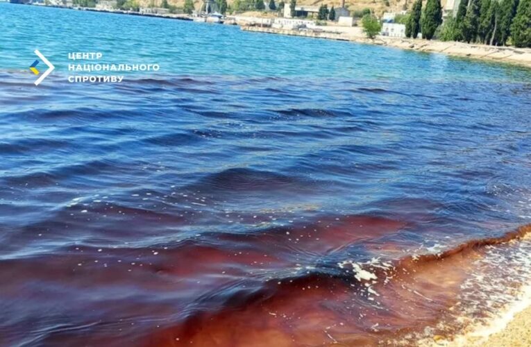 У Севастопольській бухті масово гинуть дельфіни через злив нечистот