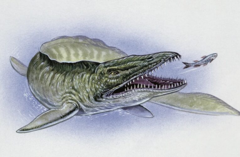 У США знайшли скам’янілість мозазавра часів динозаврів