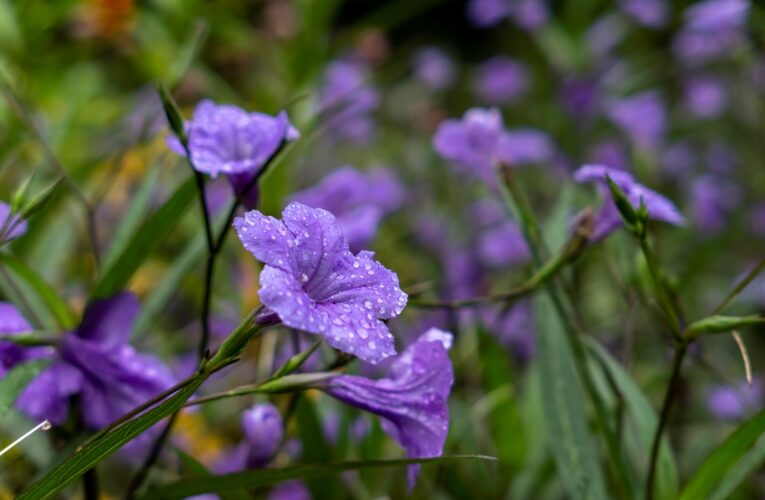 Україну накриють дощі та грози