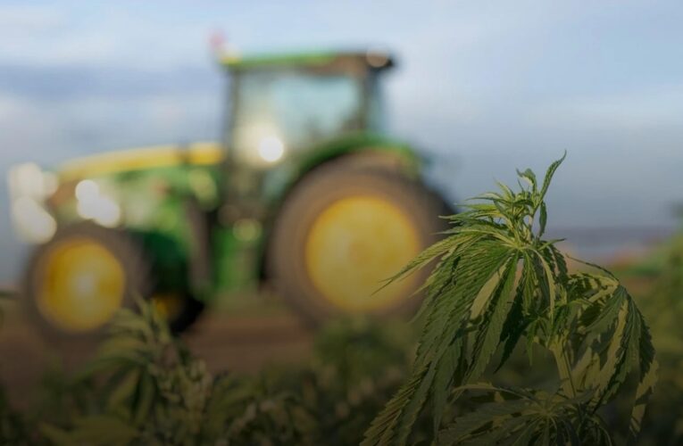 В Україні нині зареєстровано 38 підприємств з вирощування конопель