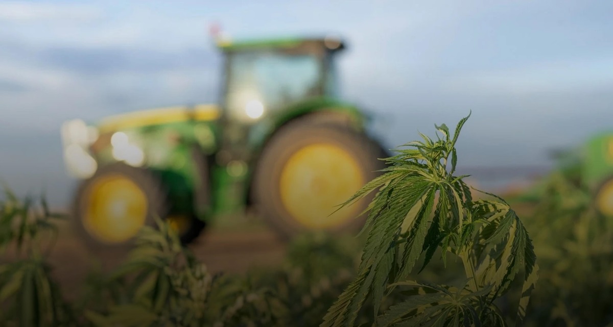 Новини бізнесу - В Україні нині зареєстровано 38 підприємств з вирощування конопель