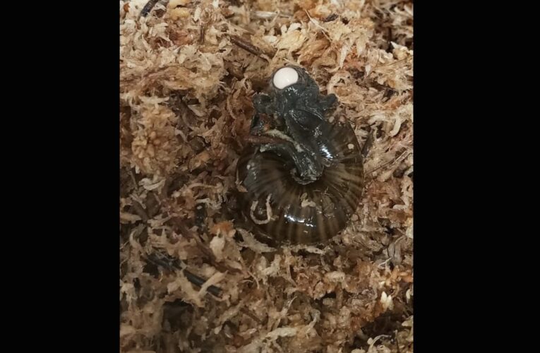 Вчені вперше зняли, як великий новозеландський равлик відкладає яйце