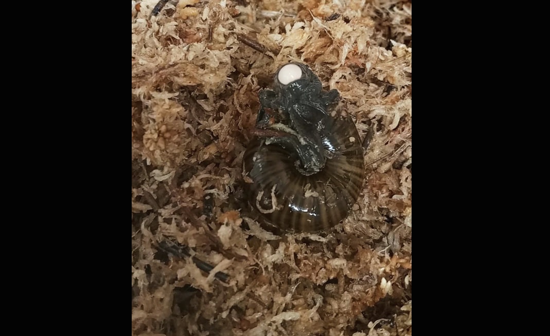 Технології - Вчені вперше зняли, як великий новозеландський равлик відкладає яйце