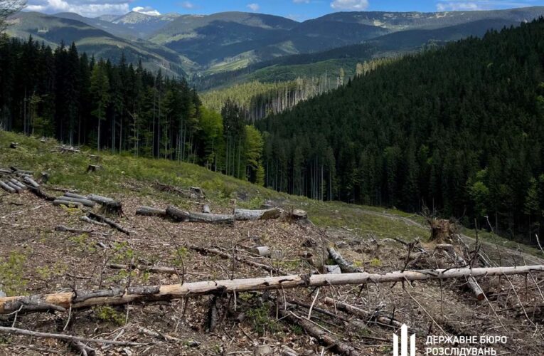 Вирубали ліс на 12 млн: на Закарпатті судитимуть групу лісників