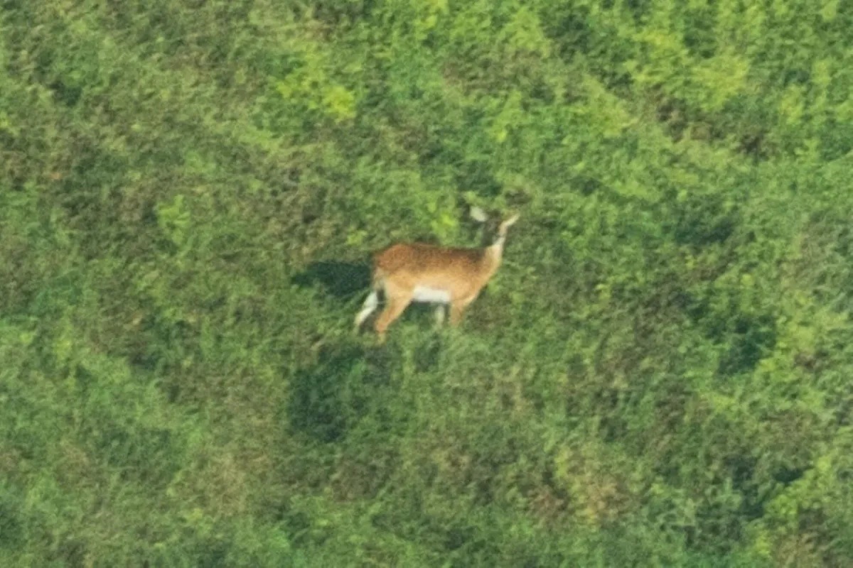 Технології - Зникаючий вид антилоп вперше сфотографований живим з 1940 року