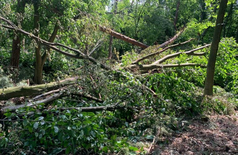Буревій знищив понад 700 га лісу на Рівненщині