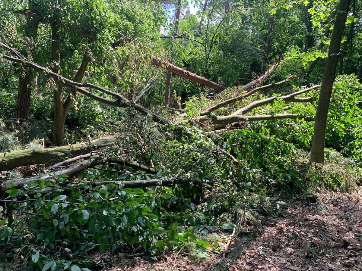 Новини України - Буревій знищив понад 700 га лісу на Рівненщині