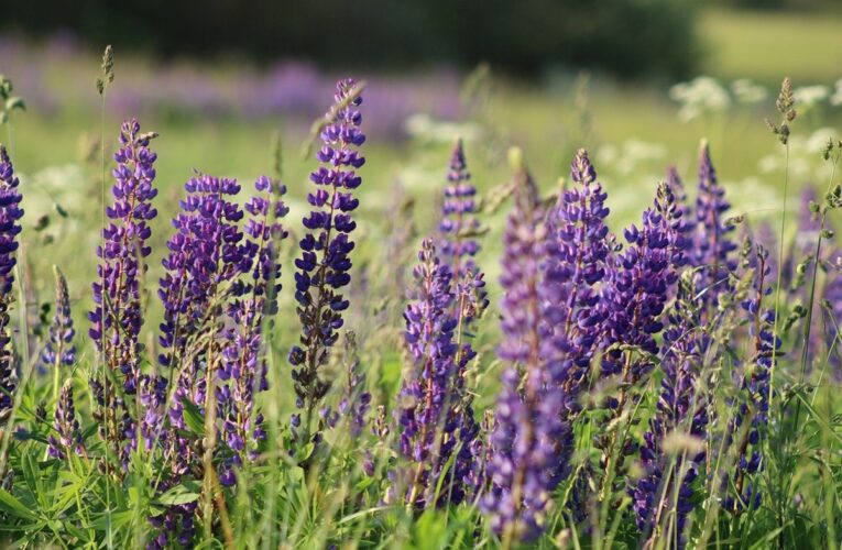 Гороскоп для всіх знаків зодіаку на 1 липня 2025 року