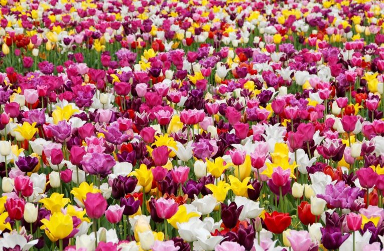 Гороскоп для всіх знаків зодіаку на 17 червня 2025 року