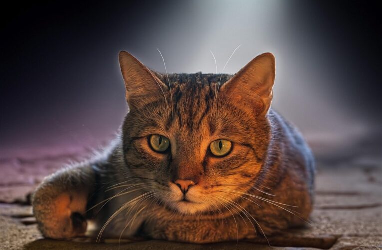 Гороскоп для всіх знаків зодіаку на 24 червня 2025 року