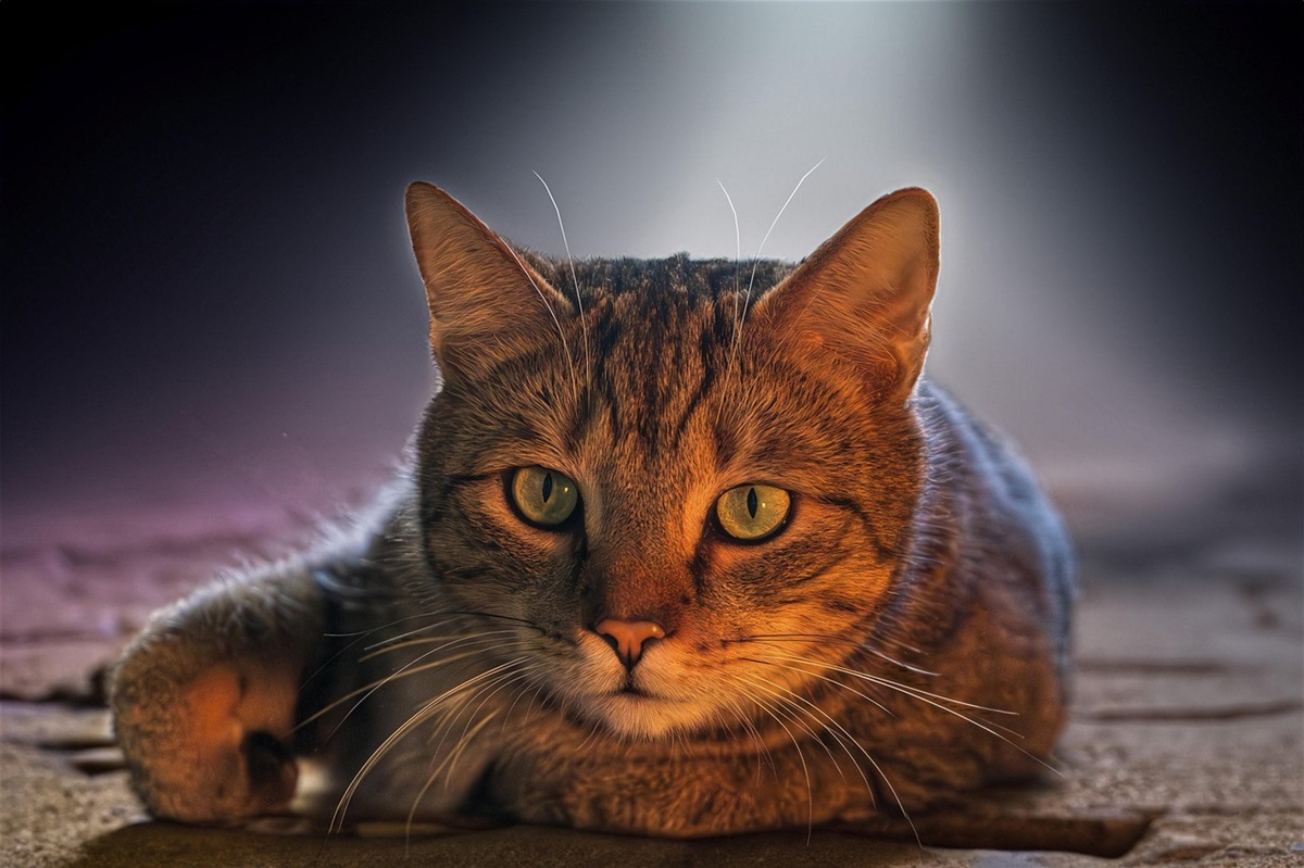 Новини культури - Гороскоп для всіх знаків зодіаку на 24 червня 2025 року