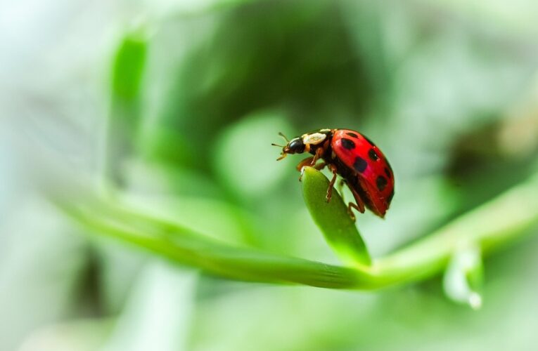 Гороскоп для всіх знаків зодіаку на 25 червня 2025 року