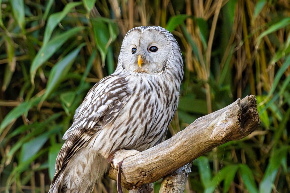 Новини культури - Гороскоп для всіх знаків зодіаку на 26 червня 2025 року