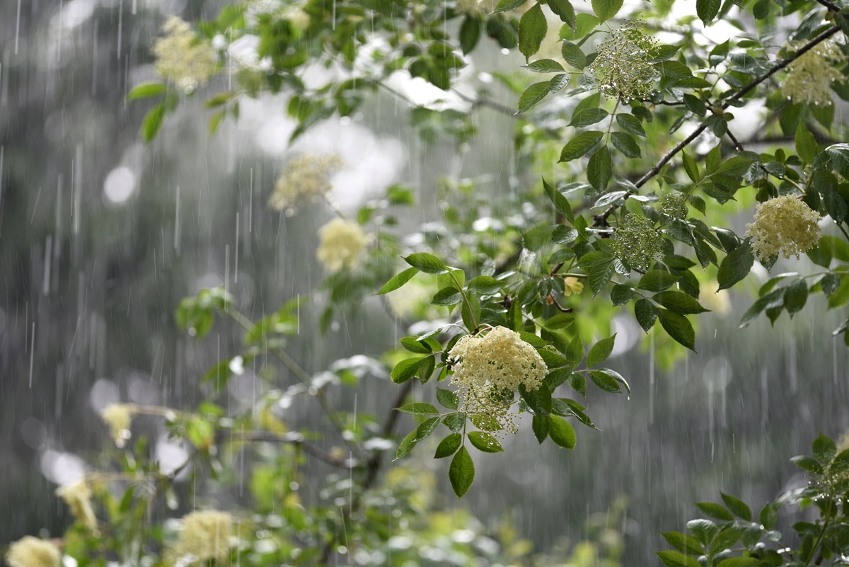 Новини України - Короткочасні дощі охоплять більшість регіонів на вихідні