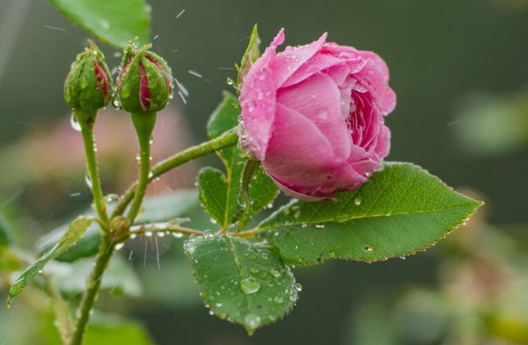 Літо набирає обертів: Україну чекає тепла п&rsquo;ятниця