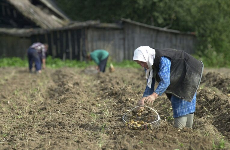 Лукашенко допрацювався до картопляної кризи у Білорусі – ЗМІ