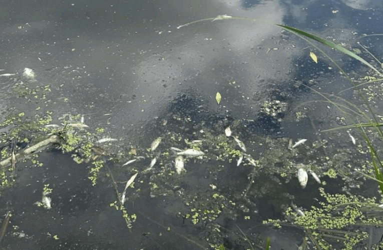 На Житомирщині у річці Случ загинуло 28 тонн риби