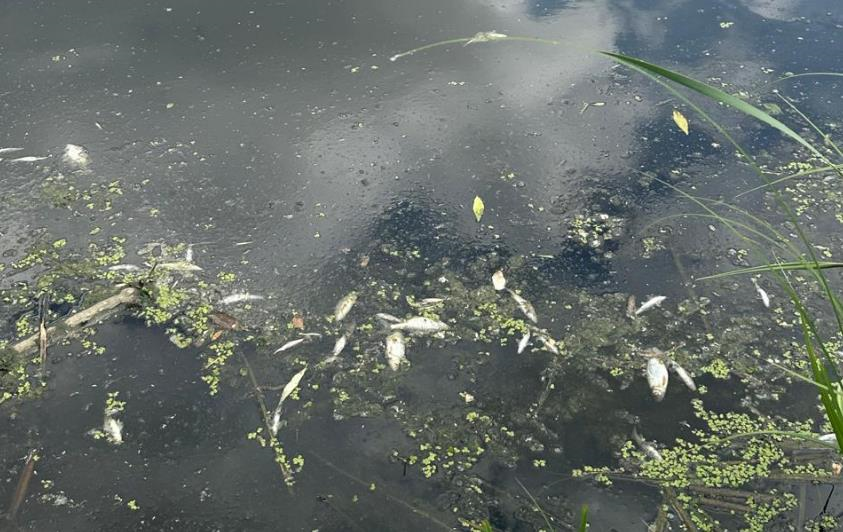 Новини України - На Житомирщині у річці Случ загинуло 28 тонн риби