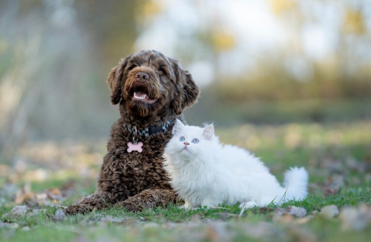 Опендатабот: У 2025 році зросла кількість справ про жорстокість щодо тварин