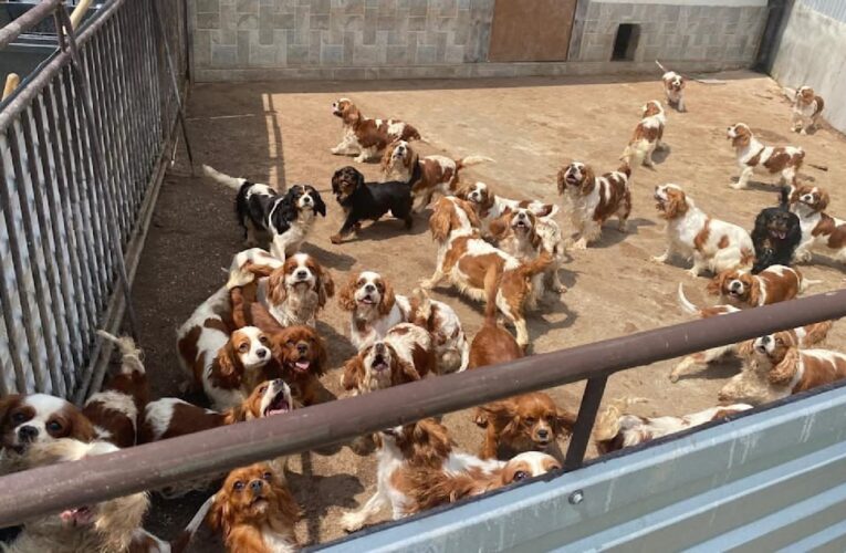 Поліція Словаччини викрила незаконний собачий розплідник