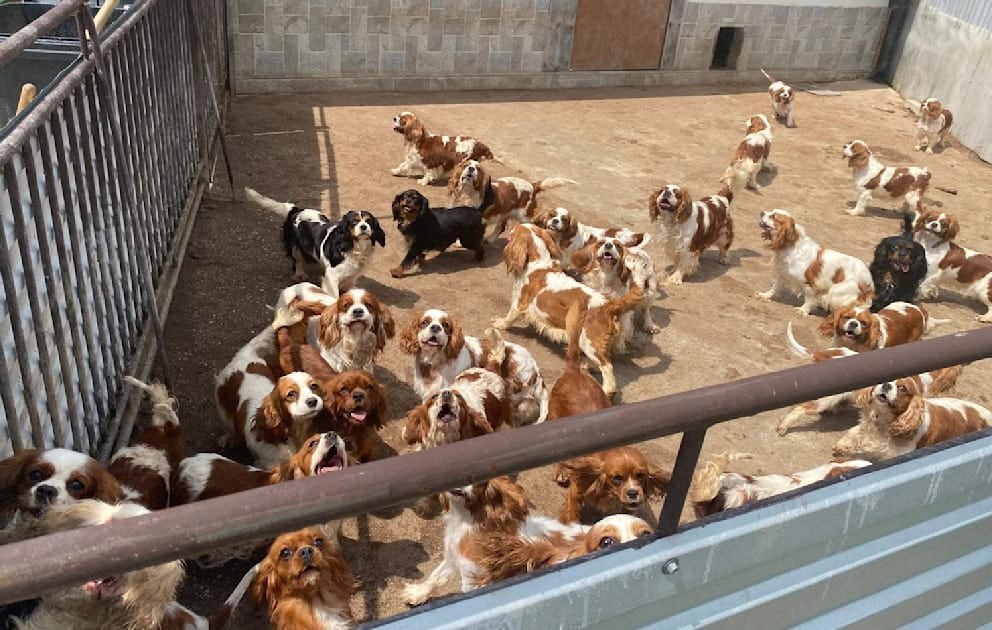 Новини світу - Поліція Словаччини викрила незаконний собачий розплідник