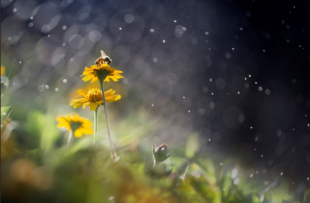 Новини України - Тепло, подекуди дощі з грозами: прогноз погоди на початок тижня