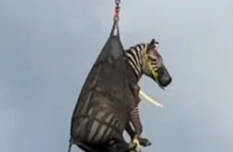 Тиждень на волі: зебра з Теннессі підкорила інтернет