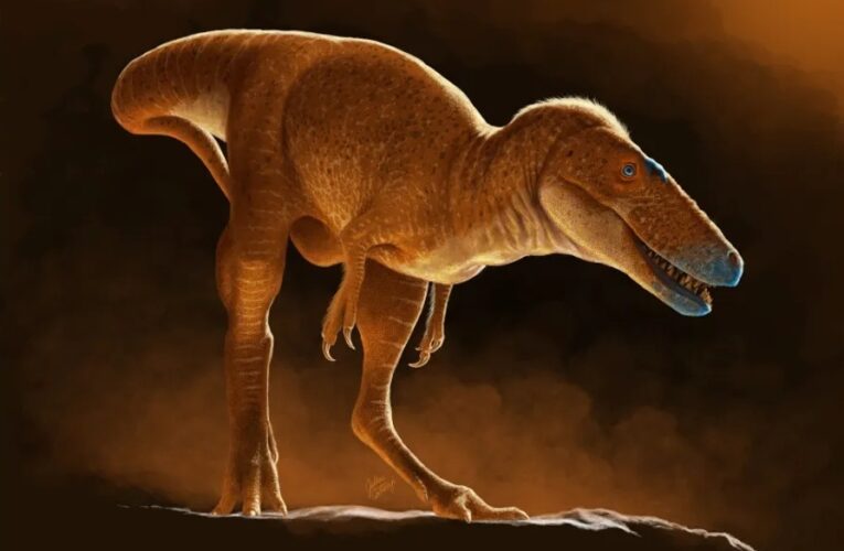 У Монголії виявили найближчого предка тиранозаврів