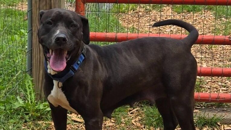 У США пес передбачив епілептичний напад і став зіркою притулку