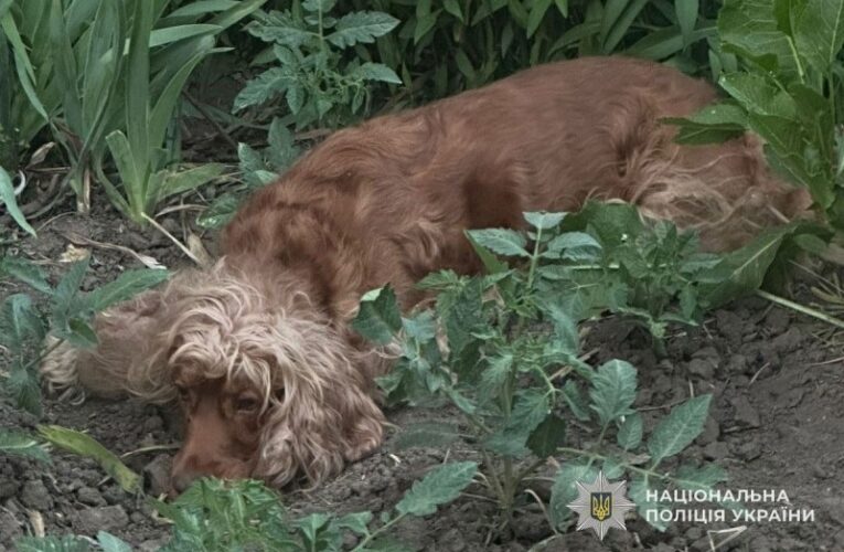 У Тернополі викинули собаку з восьмого поверху: відкрито провадження