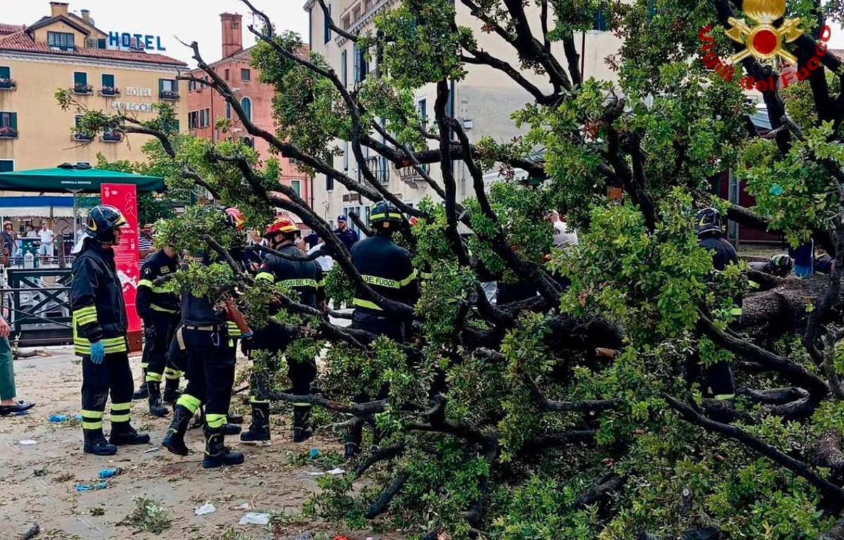 Новини світу - У центрі Венеції 50-річне дерево впало на туристів