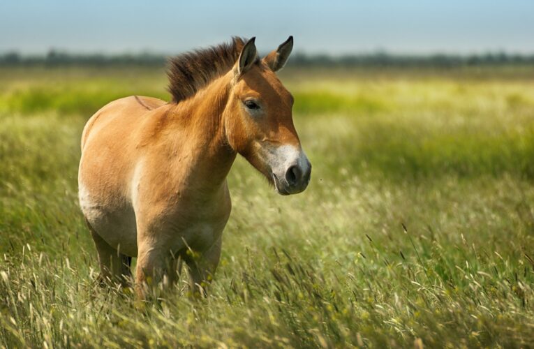 У зоні ЧАЕС на російській міні підірвався червонокнижний кінь