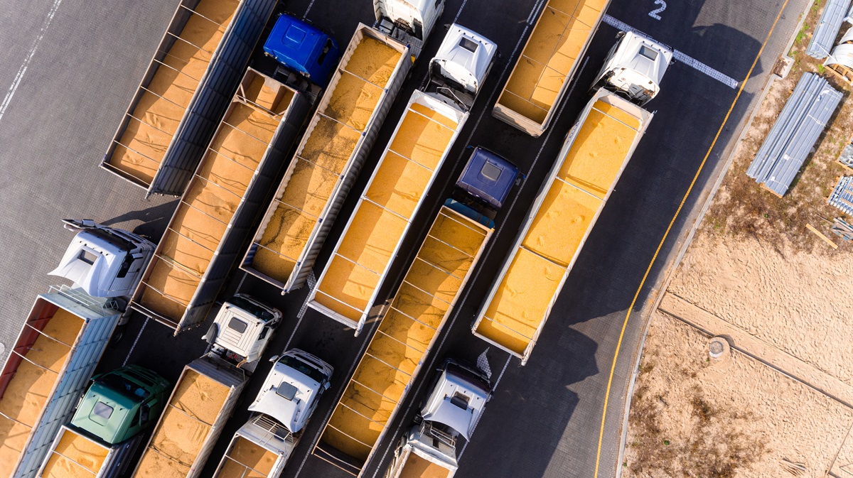 Новини бізнесу - Україна наростила експорт жита