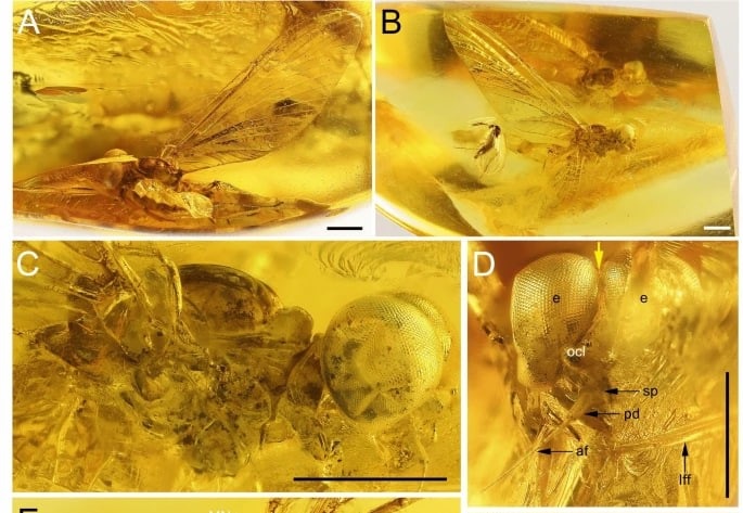 Технології - Українські вчені назвали новий вид комах на честь Небесної Сотні