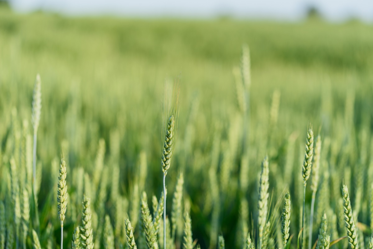 Новини бізнесу - В Україні зібрали перші 35 тис. тонн зерна