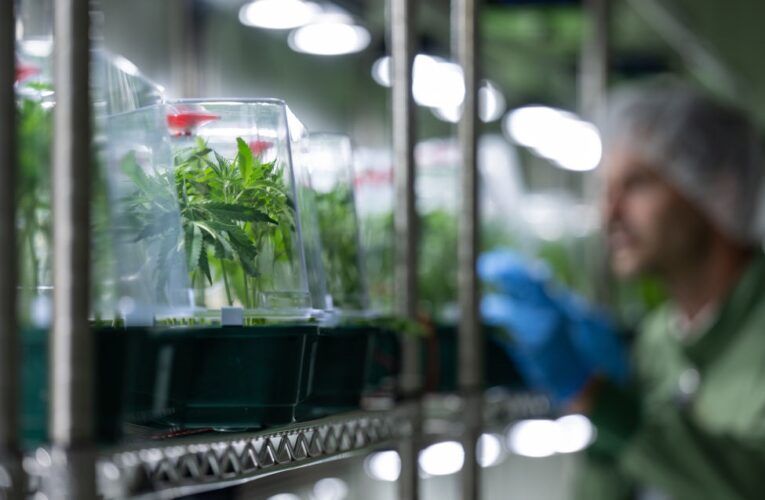 В Україну вперше дозволили імпортувати медичний канабіс